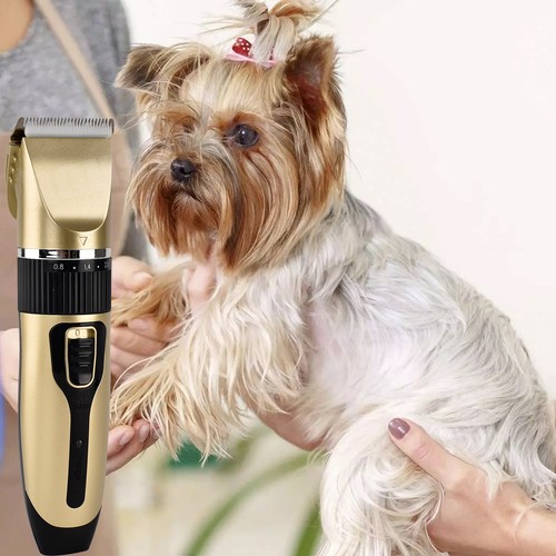Electric pet cat - cat, dog