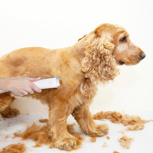 Dog grooming kit pet - grooming,